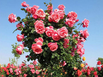 情人节畅销物“玫瑰”竟是切花月季!真玫瑰是谁？