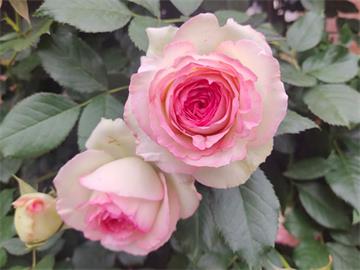 情人节畅销物“玫瑰”竟是切花月季!真玫瑰是谁？