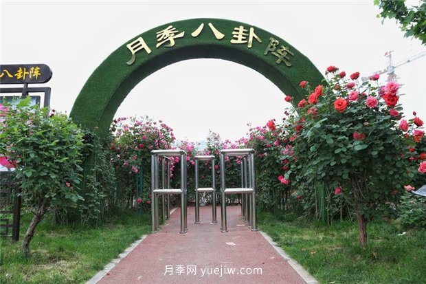 河南汝州市月季八卦景观 一步一景迎五一花海(图1)