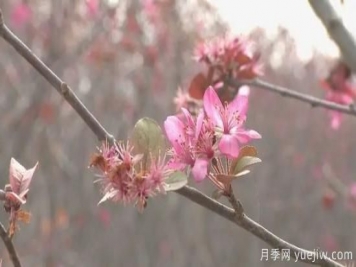 菏泽成武：千亩海棠反季节开花，逆袭深秋成一景