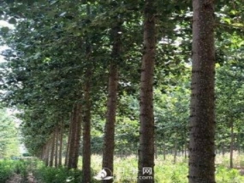 河南周口：培育出不飞絮的杨树新品种