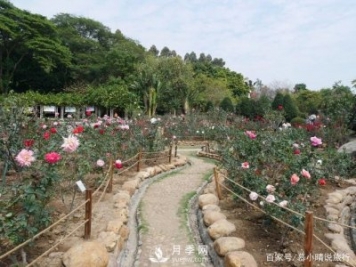 广州“五彩缤纷”的月季花园，开满全园，游客赞道太美了