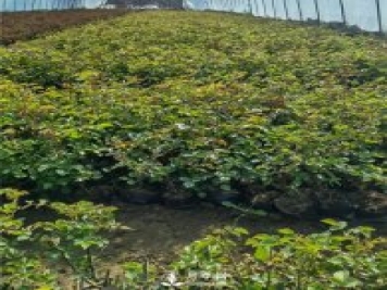 各类盆栽月季上市，南阳杯苗基地全国批发中