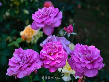 南昌滨江月季园，带你去看天下风流的江西月季花