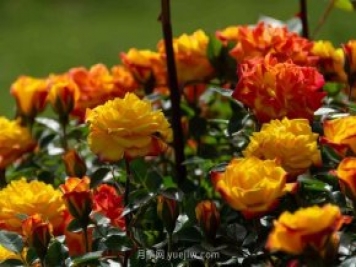安阳市滑县森林公园月季花开放，赏花打卡正当时