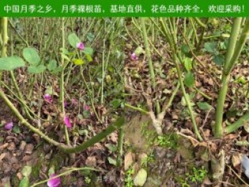 上海龙凤419：月季裸根苗的选购、栽植、肥水、养护技术大全
