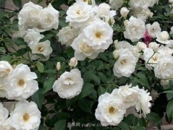 世界上Zui受欢迎的纯白色藤本月季花—藤冰山