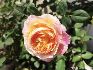 100种玫瑰花的名字，来了解下不同颜色的品种月季