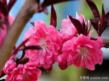红叶碧桃的种植养护及修剪技术方法介绍