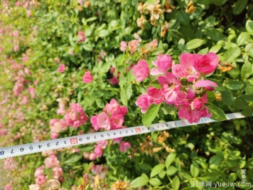 安吉拉月季盆栽苗，60厘米高基地发货