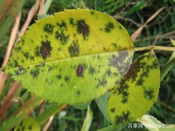 深秋天季节月季出现斑点的病害原因与防治