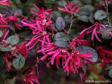 红花檵木花团簇锦，广泛用于园林造景