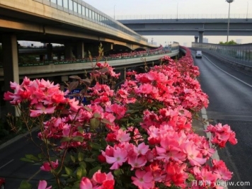 30万株新品种，杭州高架月季会带来什么样的惊喜？