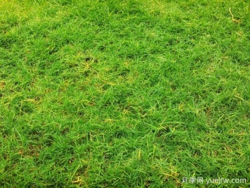 夏季铺草坪发黄干枯，如何提高草皮铺植成活率？