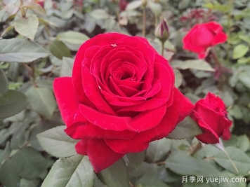 原产中国的玫瑰花(月季花)，是如何成为美国国花的？