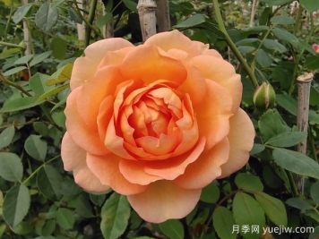 中国月季：欧洲玫瑰花的祖宗，为世界园艺做出了巨大贡献