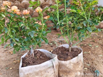 盆栽月季多年不换盆，3个办法也能保持生长旺盛