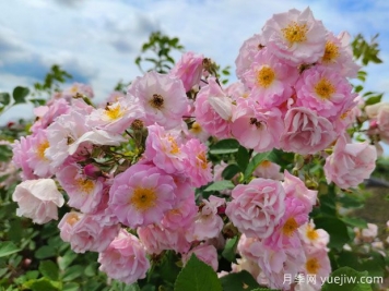 山木香和野蔷薇的辨识区别