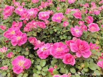 仙境盆栽月季杯苗粉色丰花，绿化工程批发