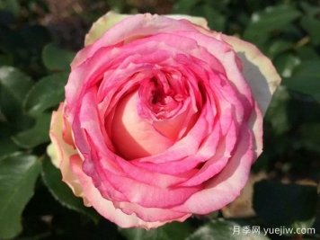 我的玫瑰月季/我的花