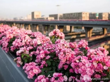 杭州高架月季实现定期开花，是如何进行花期调控的？