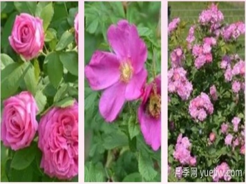 轻松区分月季、玫瑰和蔷薇ROSE三姐妹，不再迷茫于爱情花海