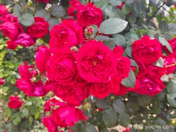6款红色系的藤本月季品种，适合打造网红花墙