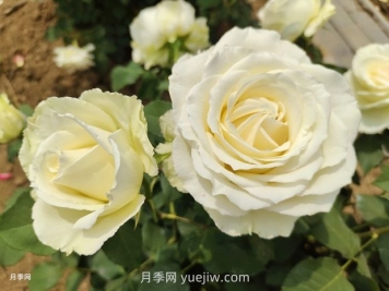十一朵白玫瑰的花语和寓意