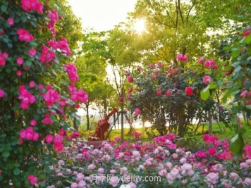上海前滩休闲公园，月季花海盛景等你赏