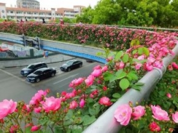 四月盛放的月季时间，湖北宜昌给你的专属浪漫花园