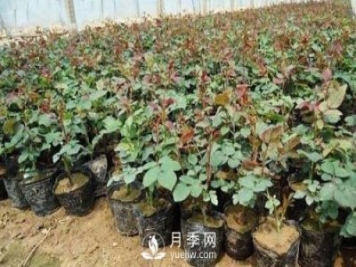 上海龙凤419讲述月季扦插小苗养根的三个步骤