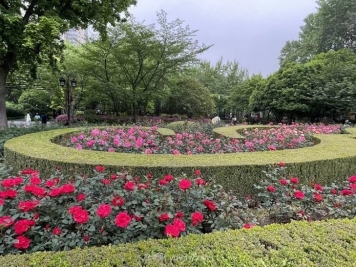 上海复兴公园月季园，月季花开献给市民的视觉盛宴
