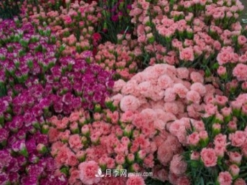 中国6大花市，全国花卉批发市场介绍