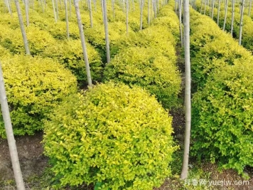 荆门沙洋县十里铺镇4万亩苗木成为致富的绿色产业