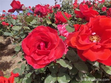 月季、玫瑰、蔷薇分别是什么？如何区别？