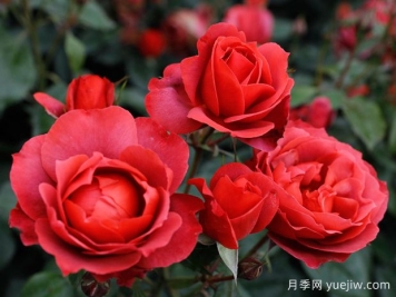 21朵玫瑰：不只是浪漫，还藏着这些深意