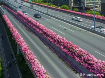 杭州高架月季初开，2024年又到走花路时间