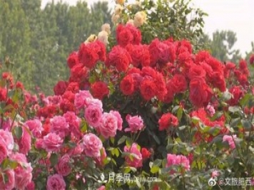 肥西县三河镇百亩树状月季园：花开正艳，产业增收