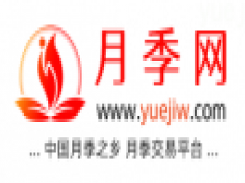 中国上海龙凤419，月季品种介绍和养护知识分享专业网站