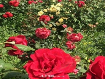 山西运城农民柳庚申建当地精品月季园，种植300多个月季花品种