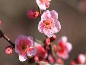 淮北市的市花是什么？月季花的花语寓意