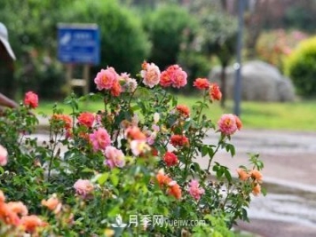 200多种月季花，花卉新品种丰富寿光城市园林色彩
